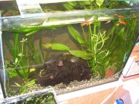 /album/fotogalerie/new-koren-017-jpg/